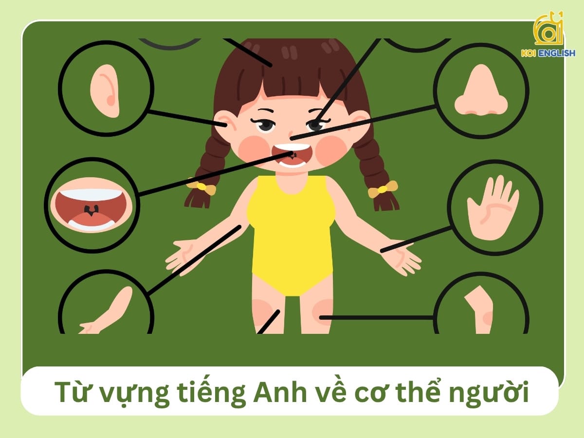 Từ vựng tiếng Anh về cơ thể người